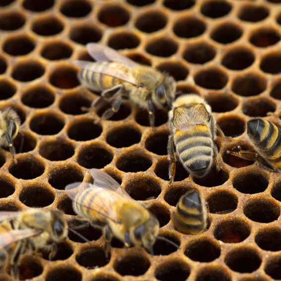 Brands med social betydning – når håndværk skaber arbejdspladser