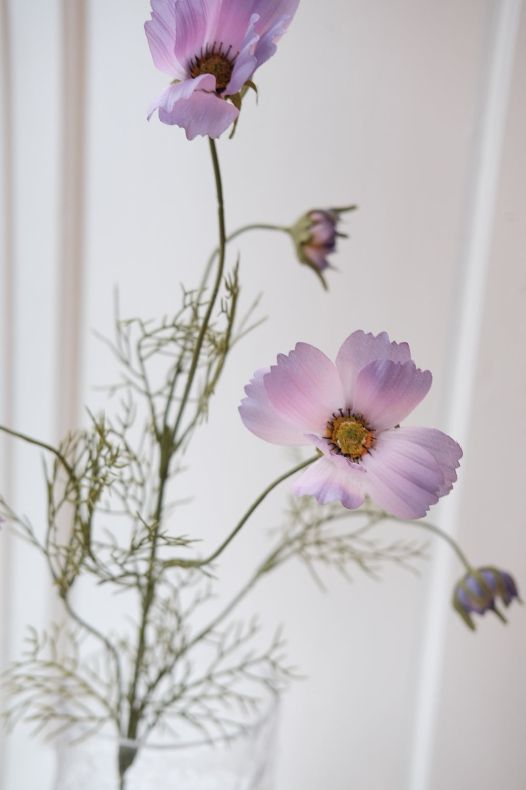 Flower • Cosmos • Purple