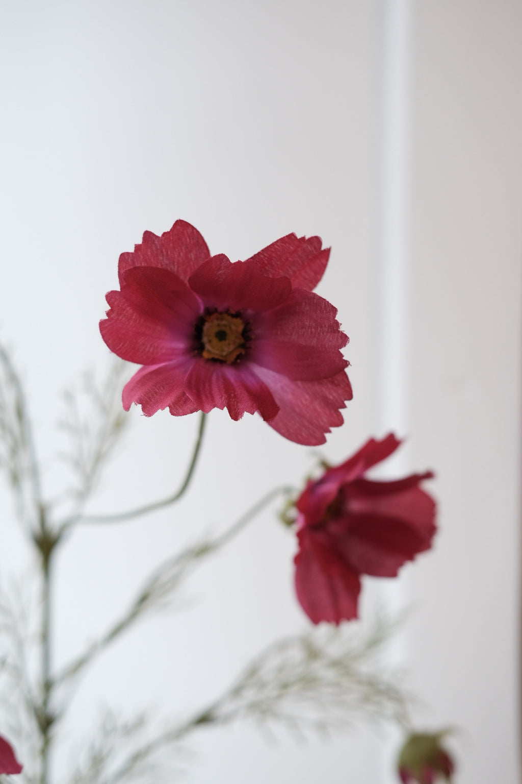 Blomst • Cosmos • Stolt Kavaler • Fuchsia