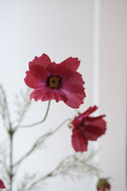 Blomst • Cosmos • Stolt Kavaler • Fuchsia