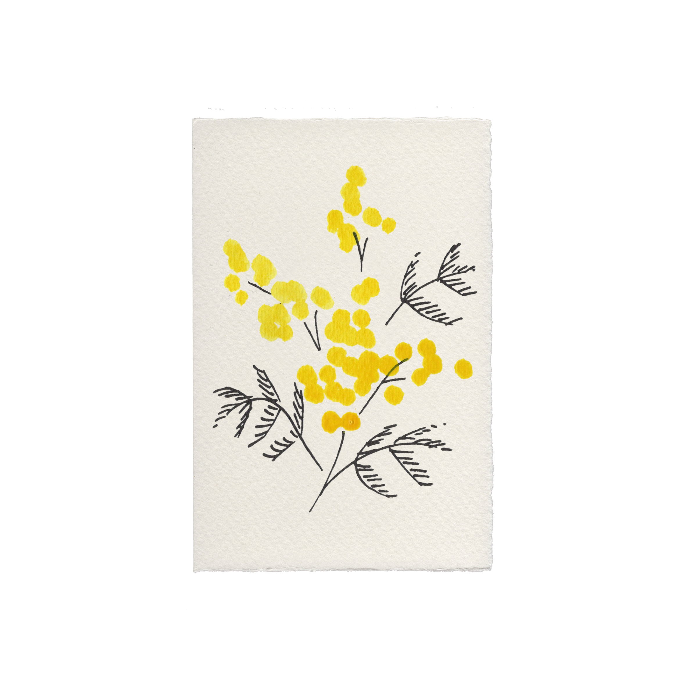 Kort fra Scribble & Daub med mimosa-blomst design, illustreret med farverige blomster og grønne blade.
