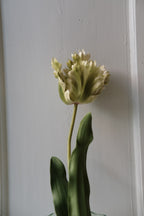 Blomst • Tulipan • Grøn hvid