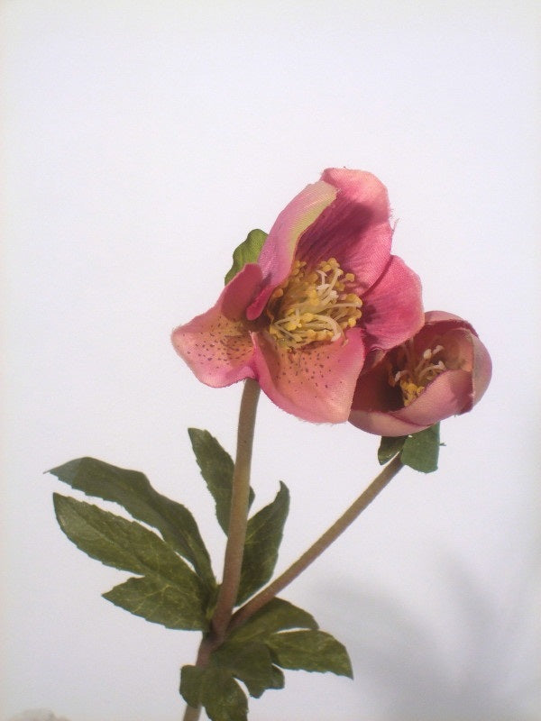 Blomst • Julerose • Rosa • DORA