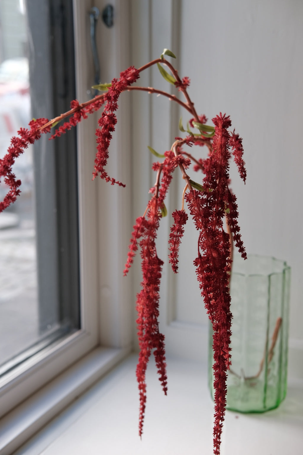 Blomst • Hængende Rævehale • Amaranth • Rød