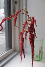 Blomst • Hængende Rævehale • Amaranth • Rød