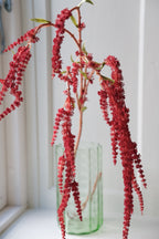 Blomst • Hængende Rævehale • Amaranth • Rød