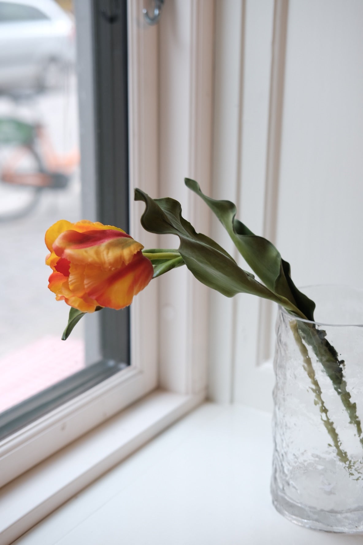 Flower • Tulip • Orange