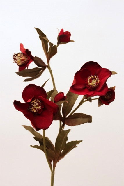 Blomst • Julerose • Rød