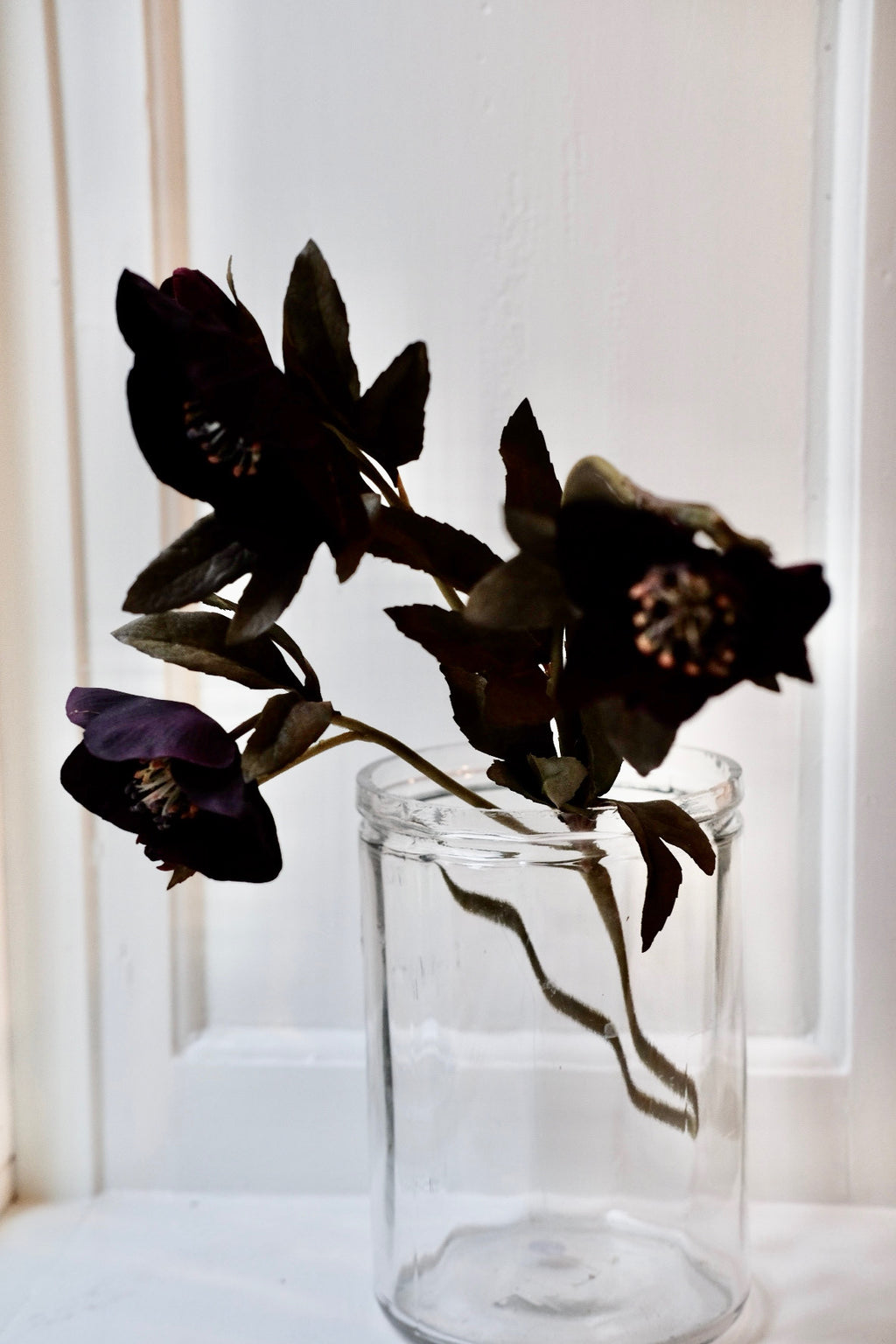 Blomst • Julerose • Lilla