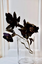 Blomst • Julerose • Lilla