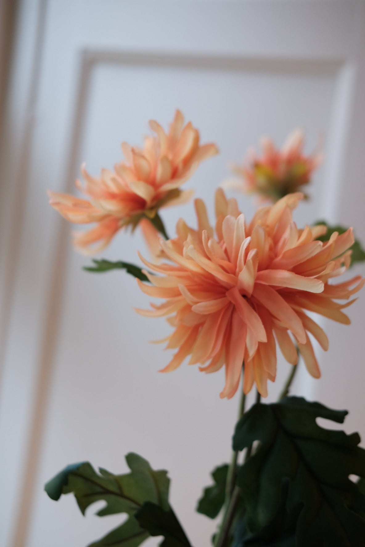Blomst • Chrysanthemum • Orange