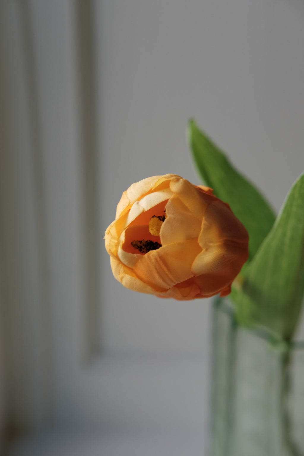 Blomst • Tulipan • Lille • Orange