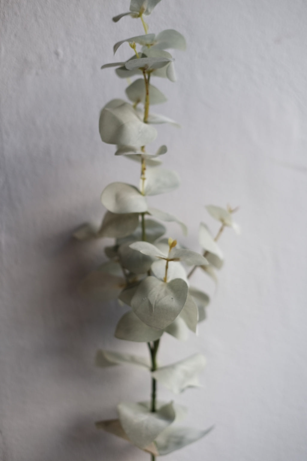 Blomst • Eucalyptus • Grøn