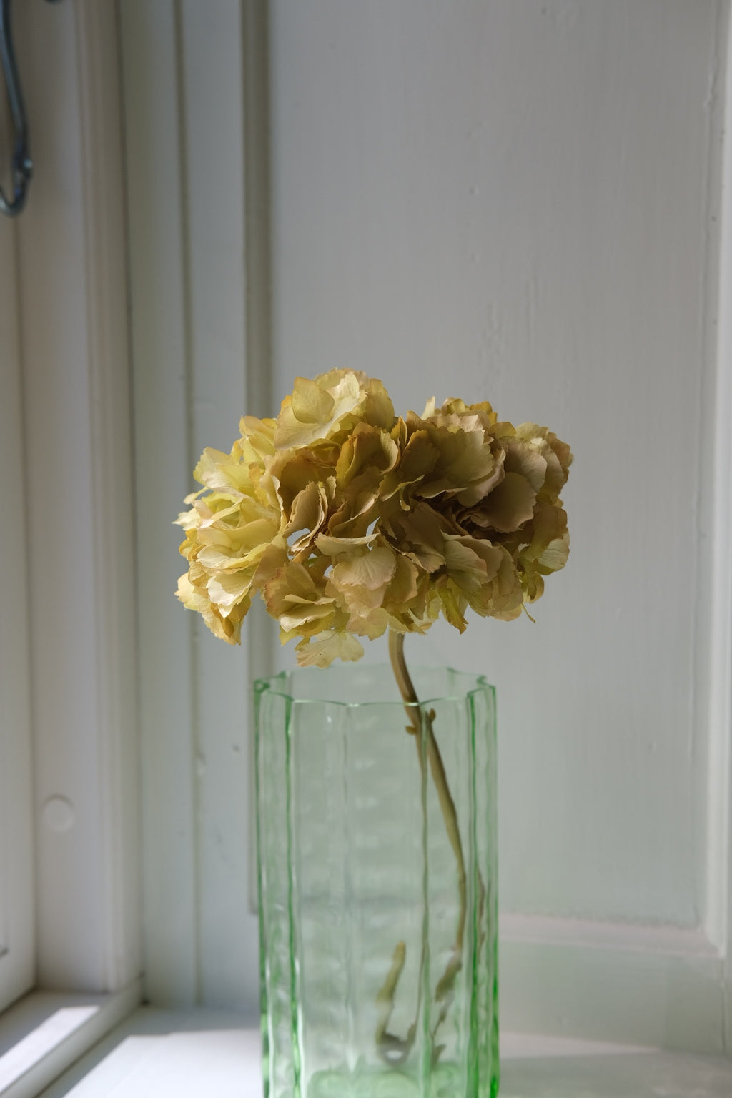 Blomst • Hortensia • Gullig