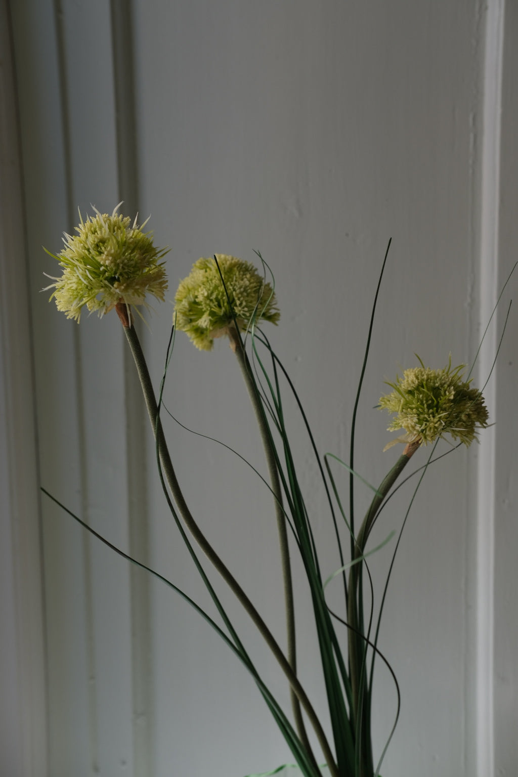 Blomst • Allium • Grøn