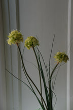 Blomst • Allium • Grøn