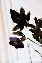 Blomst • Julerose • Lilla