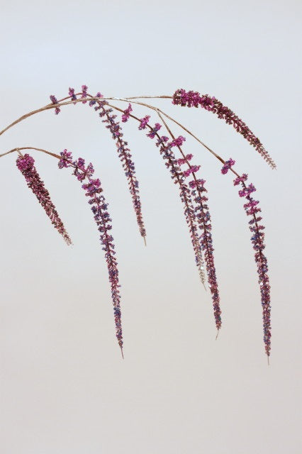Blomst • Hængende Rævehale • Amaranth • Lilla • DORA