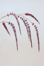 Blomst • Hængende Rævehale • Amaranth • Lilla • DORA