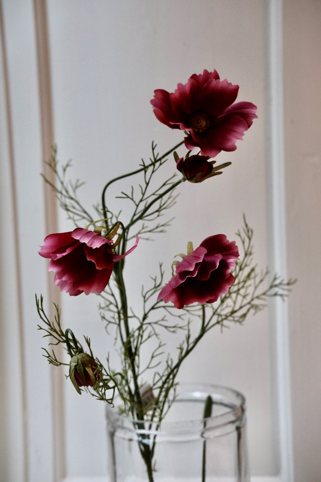 Blomst • Cosmos • Stolt Kavaler • Fuchsia