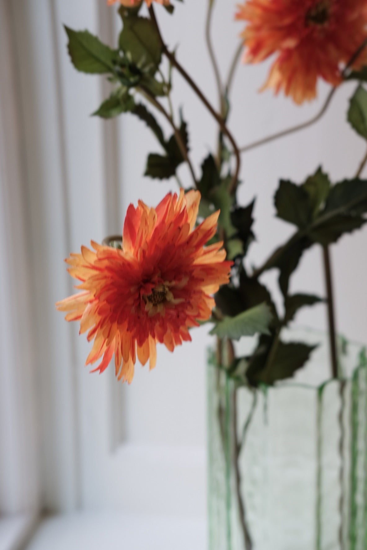 Blomst • Dahlia • Orange
