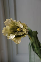 Blomst • Tulipan • Grøn hvid