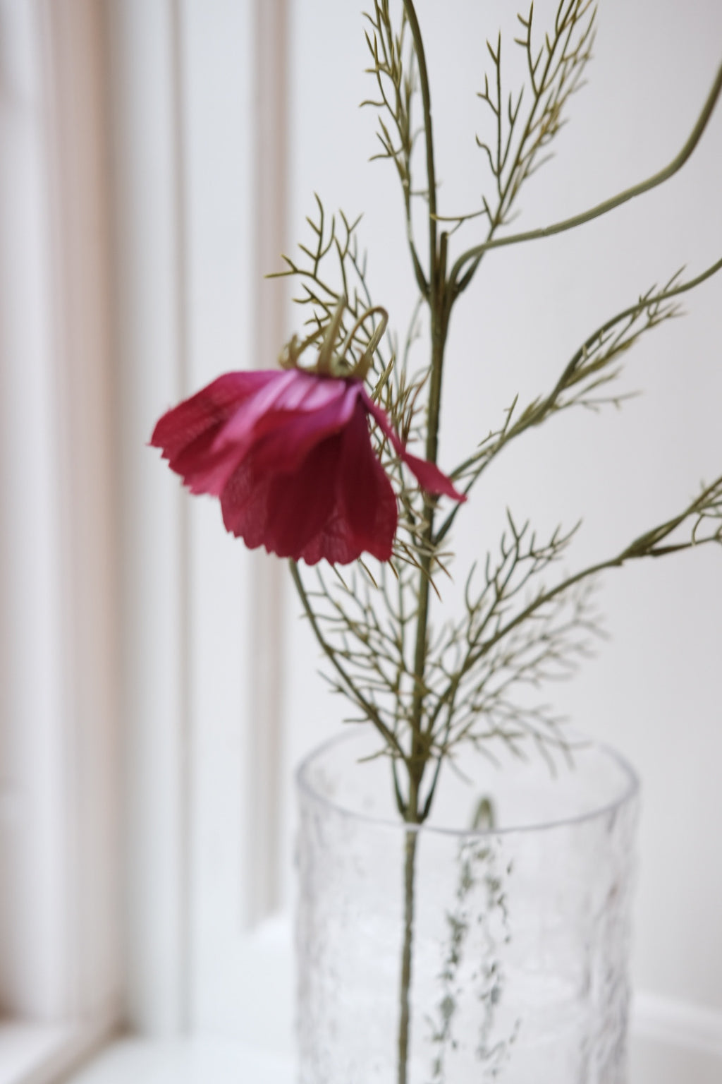 Blomst • Cosmos • Stolt Kavaler • Fuchsia