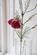 Blomst • Cosmos • Stolt Kavaler • Fuchsia