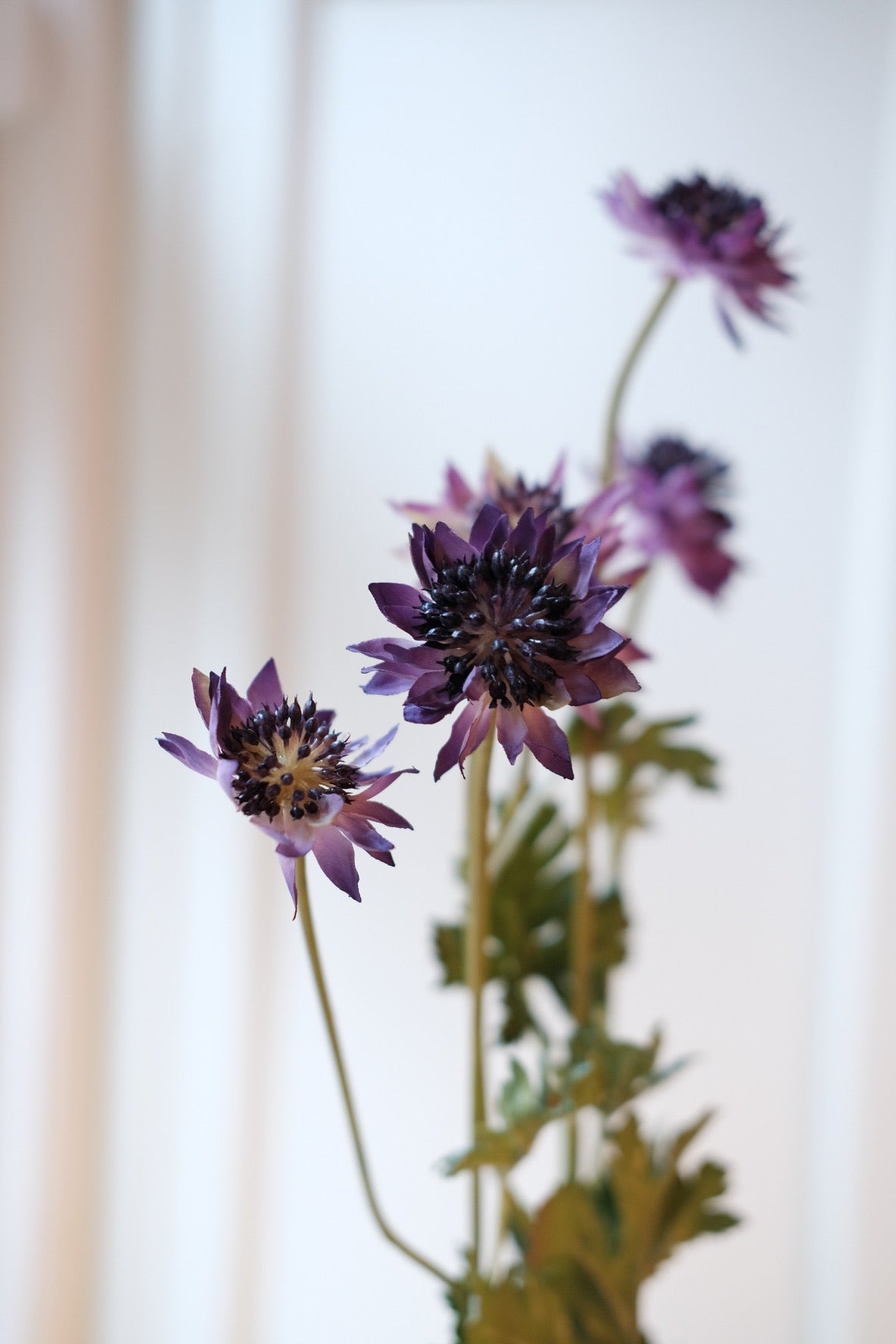 Flower • Star Screen • Purple