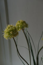 Blomst • Allium • Grøn