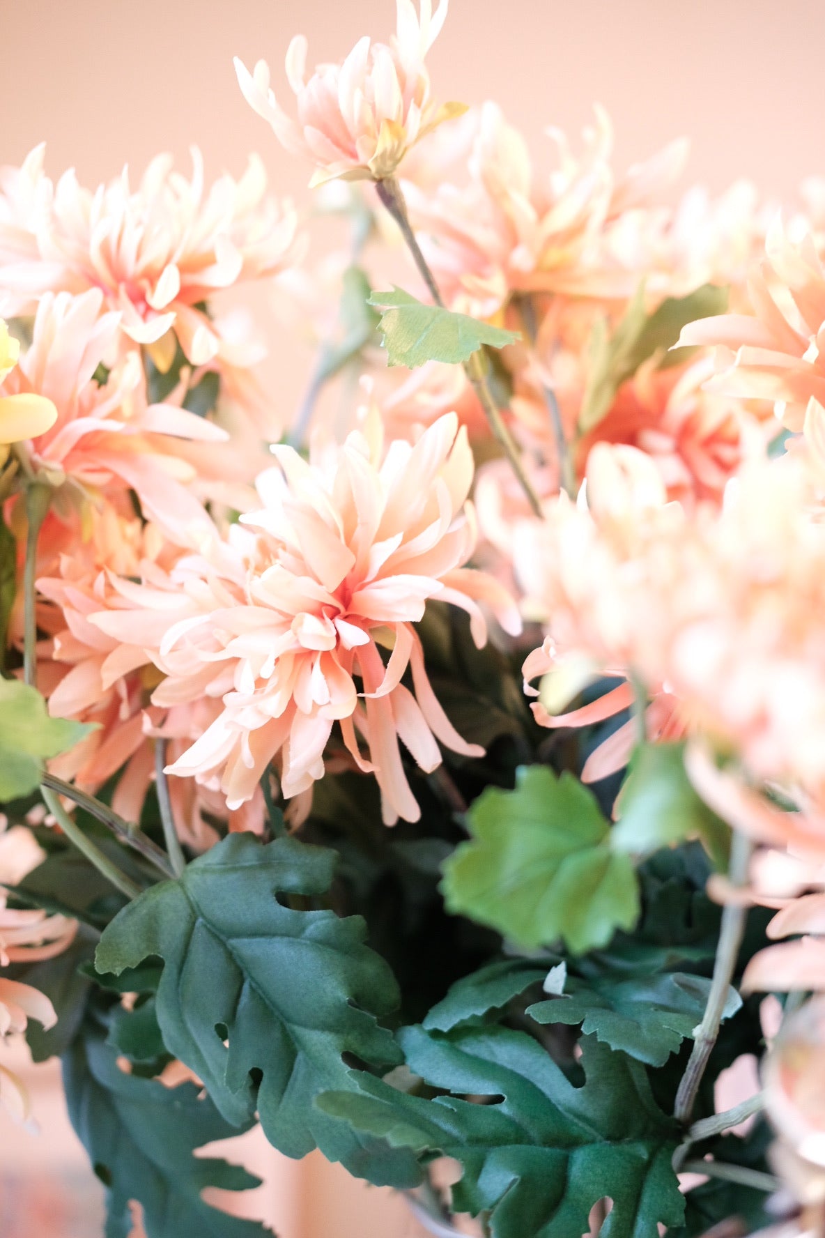 Blomst • Chrysanthemum • Orange