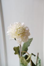 Blomst • Dahlia • Hvid