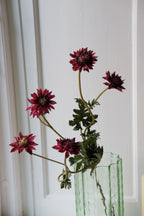 Vranckx Blomst Stjerneskærm flower in vibrant fuchsia color, showcasing delicate petals and lush green foliage.