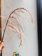 Blomst • Hængende Rævehale • Amaranth • Rosa • DORA