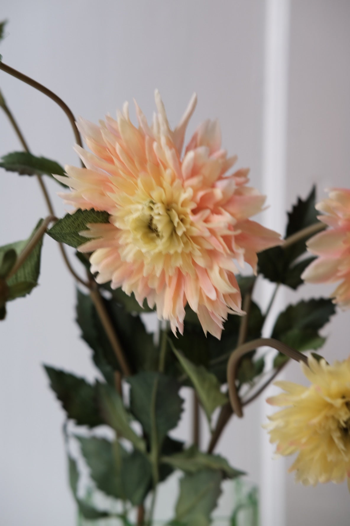 Blomst • Dahlia • Fersken