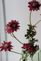 Vranckx Blomst Stjerneskærm flower in vibrant fuchsia color, showcasing delicate petals and lush green foliage.