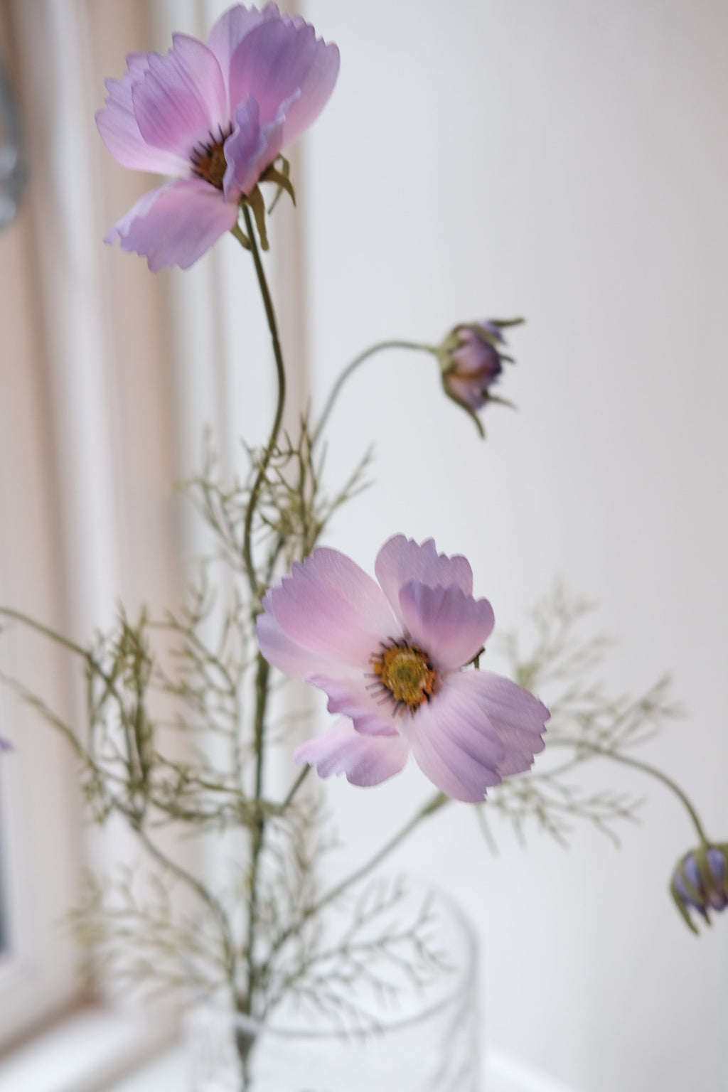 Flower • Cosmos • Purple