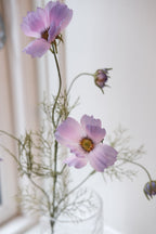 Flower • Cosmos • Purple