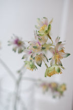 Blomst • Stjerneskærm • Grøn