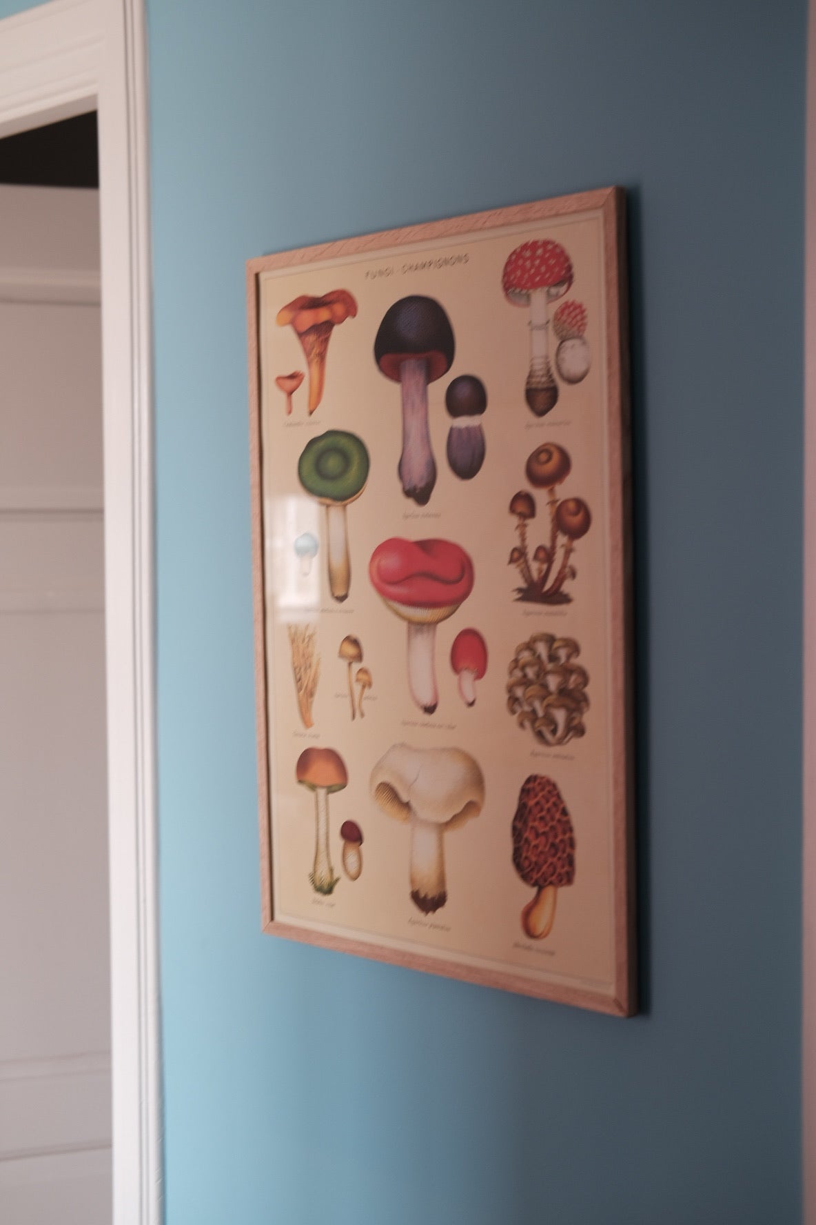 Poster • Mushrooms