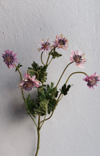 Blomst • Stjerneskærm • Lyserød