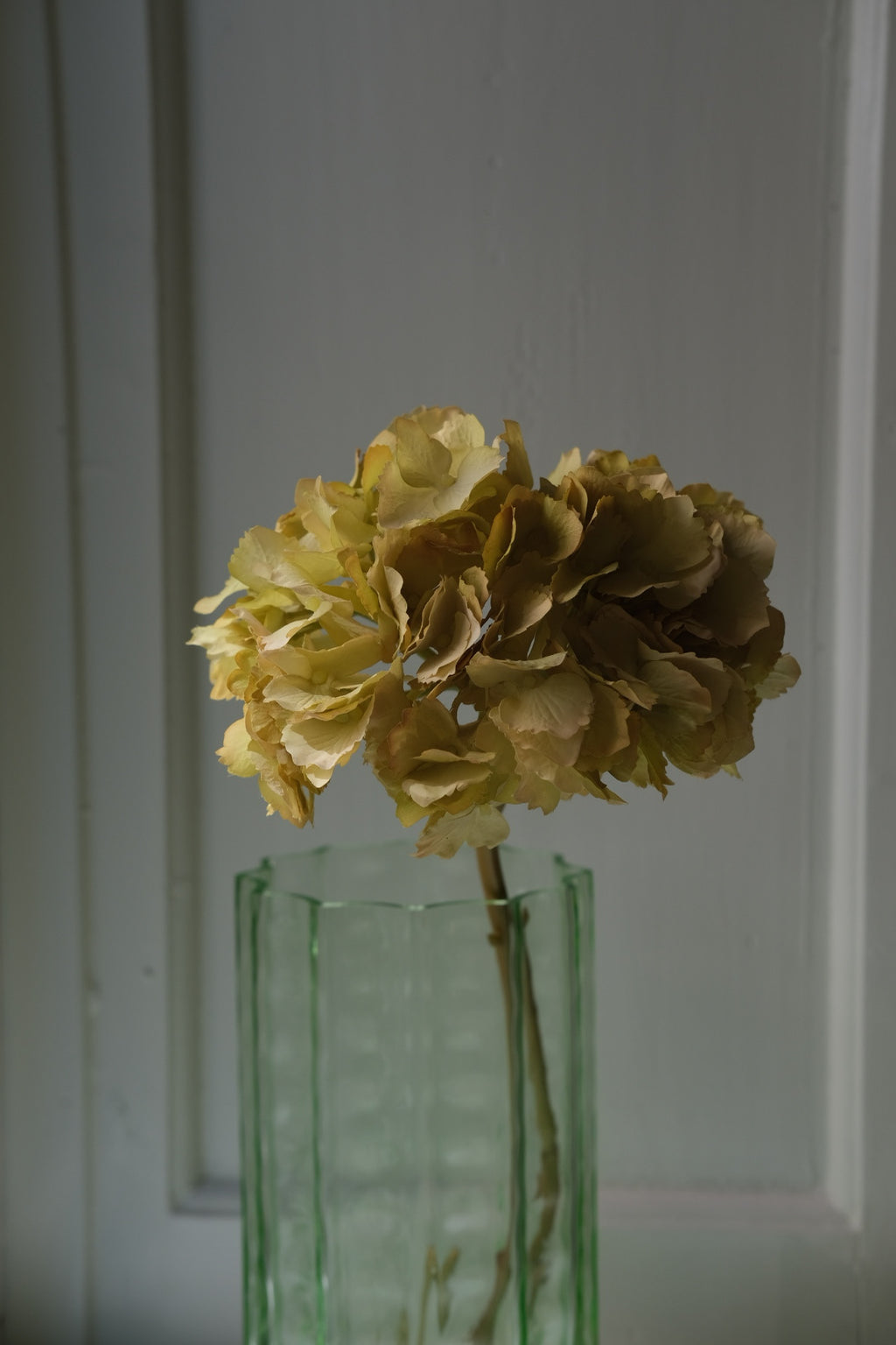 Blomst • Hortensia • Gullig