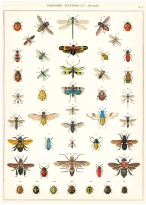 Plakat • Insekter