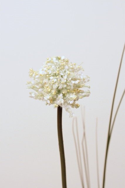 Blomst • Allium • Hvid - DORA