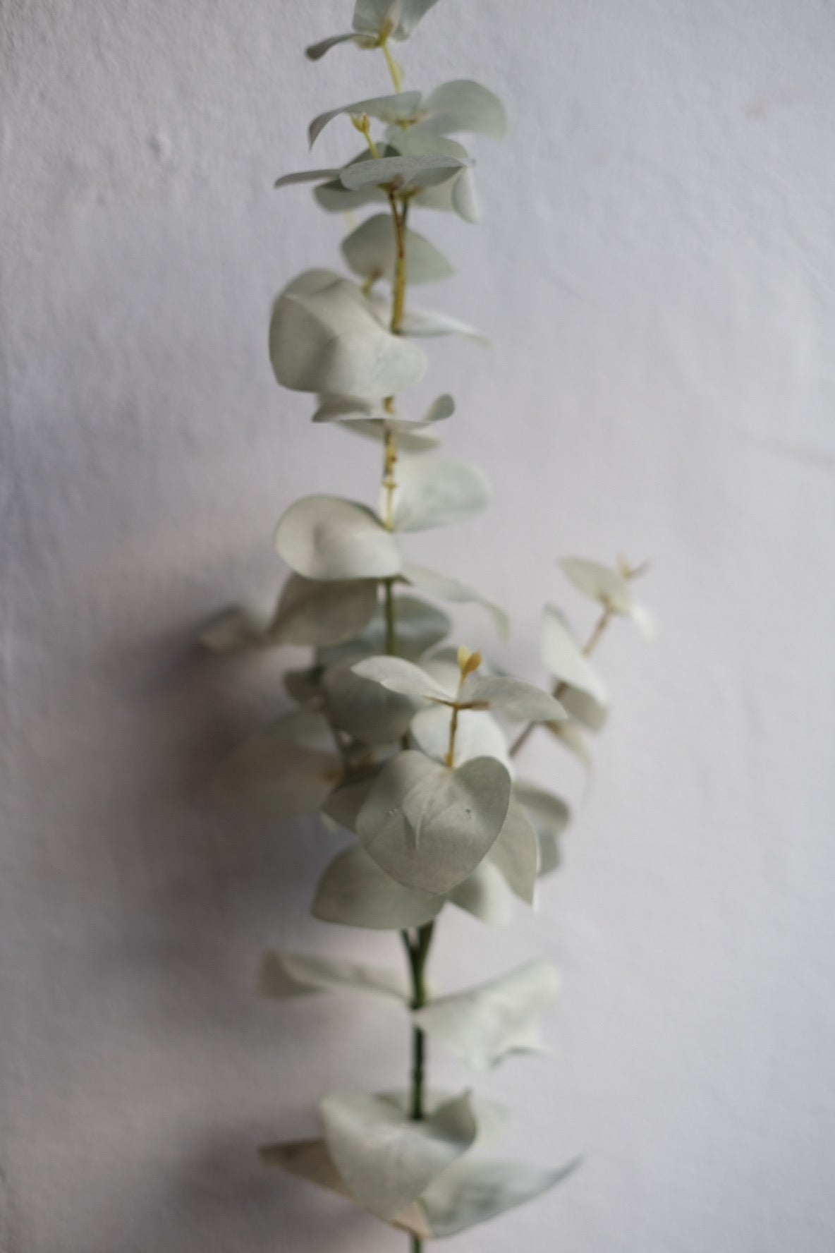 Blomst • Eucalyptus • Grå - DORA