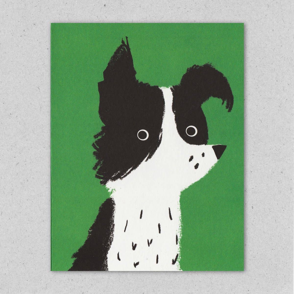 Kort • Border Collie