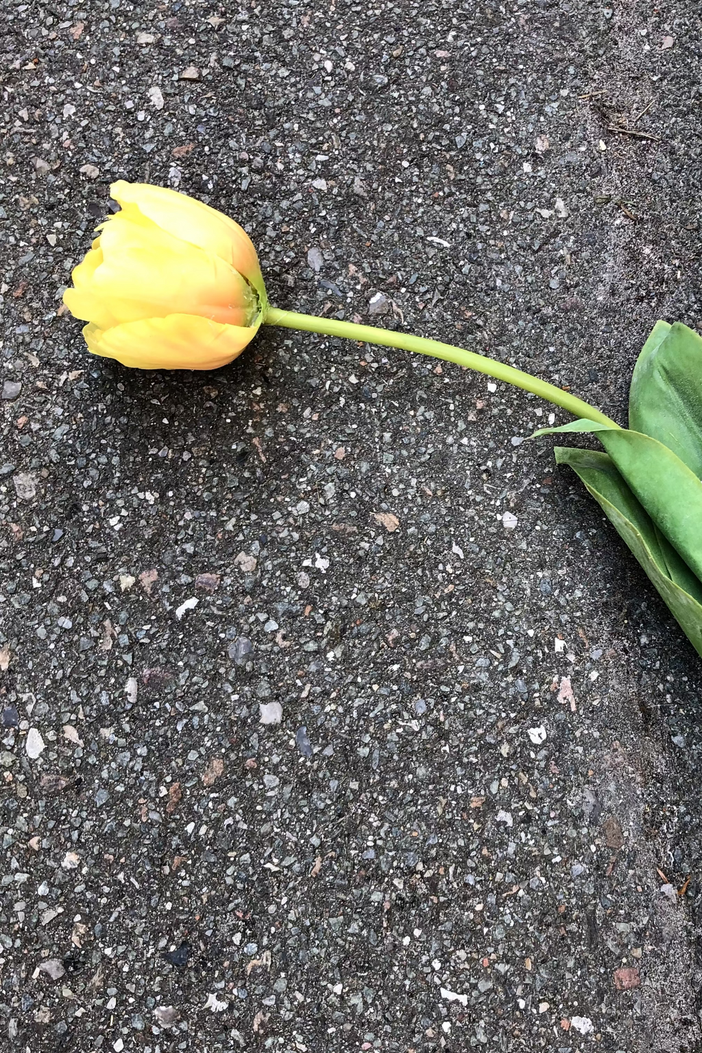 Bright yellow tulip flower from Vranckx, showcasing vibrant petals and fresh blooms in a natural floral setting.