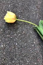 Bright yellow tulip flower from Vranckx, showcasing vibrant petals and fresh blooms in a natural floral setting.