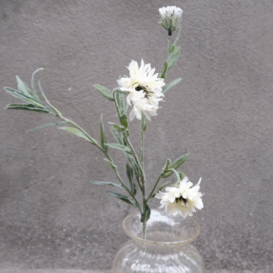 Flower • Cornflower • White