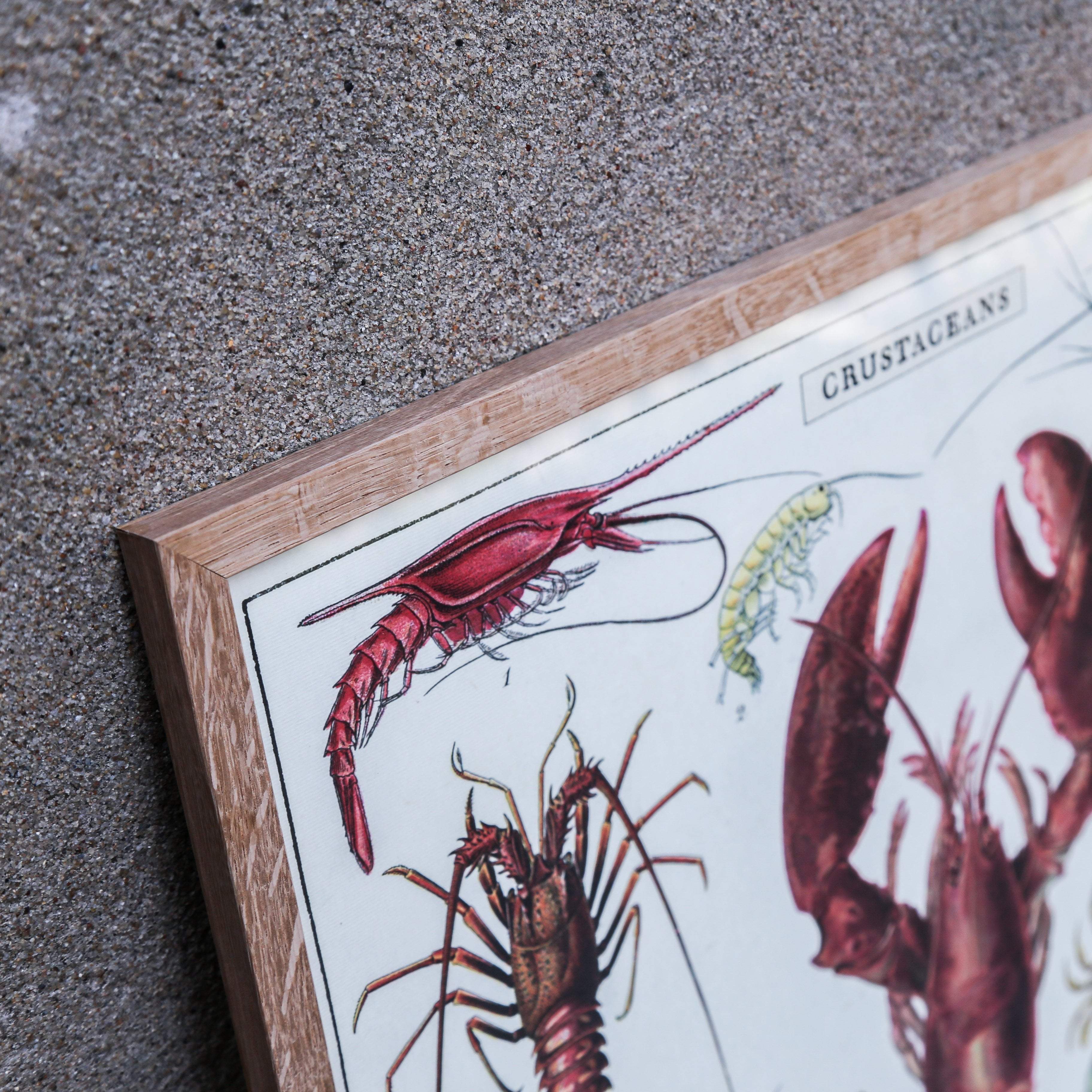 Nielsen Print Ramme // Eg // A3 // Sendes ikke